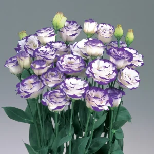 Lisianthus Live Plant Plug - 'Rose Without Thorns' Starter for Garden & Floral Arrangements - Image 6