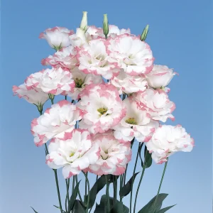 Lisianthus Live Plant Plug - 'Rose Without Thorns' Starter for Garden & Floral Arrangements - Image 7
