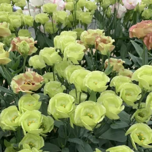 Lisianthus Live Plant Plug - 'Rose Without Thorns' Starter for Garden & Floral Arrangements - Image 9