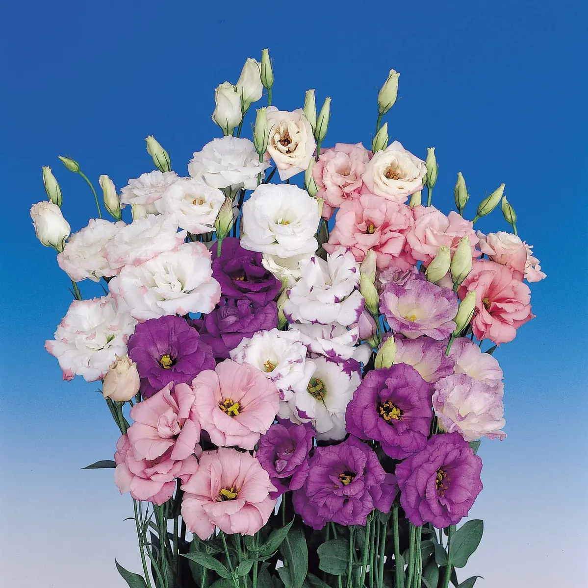 Lisianthus Live Plant Plug - 'Rose Without Thorns' Starter for Garden & Floral Arrangements - Image 1