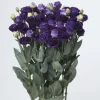 Lisianthus Live Plant Plugs - Well-Rooted Starter Plants for Garden & Bouquets - Image 1