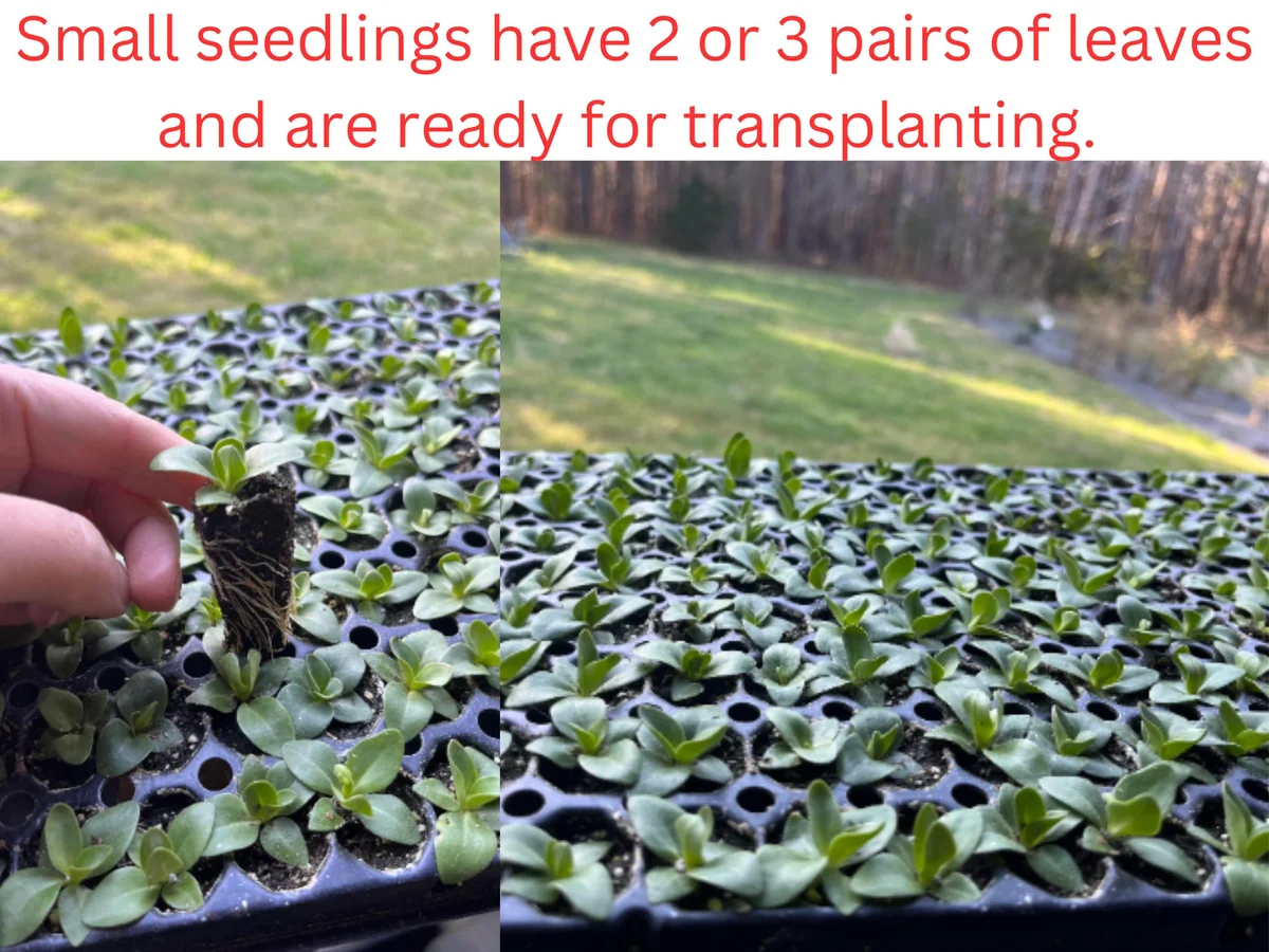 Lisianthus Live Plant Plugs - Well-Rooted Starter Plants for Garden & Bouquets - Image 2