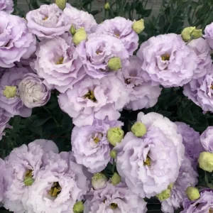 Lisianthus Live Plant Plugs - Well-Rooted Starter Plants for Garden & Bouquets - Image 3