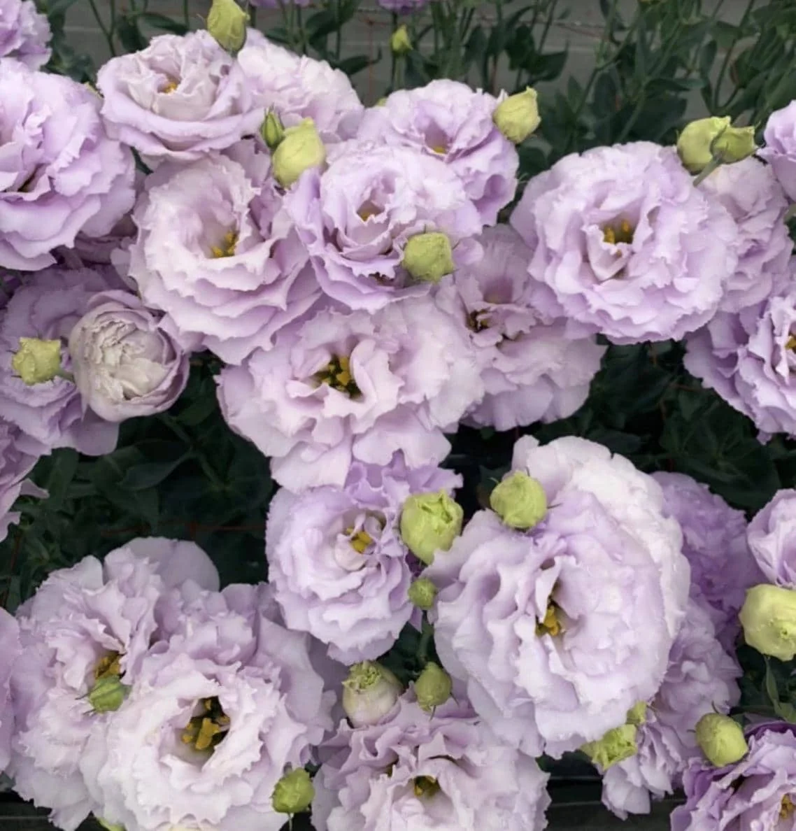 Lisianthus Live Plant Plugs - Well-Rooted Starter Plants for Garden & Bouquets - Image 3