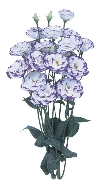 Lisianthus Live Plant Plugs - Well-Rooted Starter Plants for Garden & Bouquets - Image 5