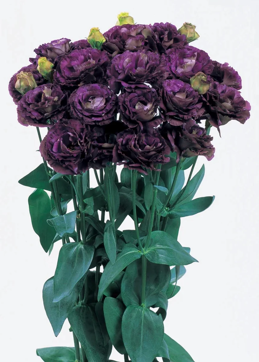 Lisianthus Live Plant Plugs - Well-Rooted Starter Plants for Garden & Bouquets - Image 7