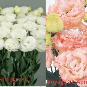 Lisianthus Live Plant Plugs - Well-Rooted Starter Plants for Garden & Bouquets - Image 8