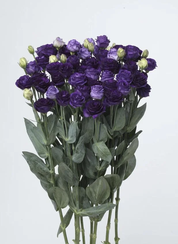 Lisianthus Live Plant Plugs - Well-Rooted Starter Plants for Garden & Bouquets - Image 1