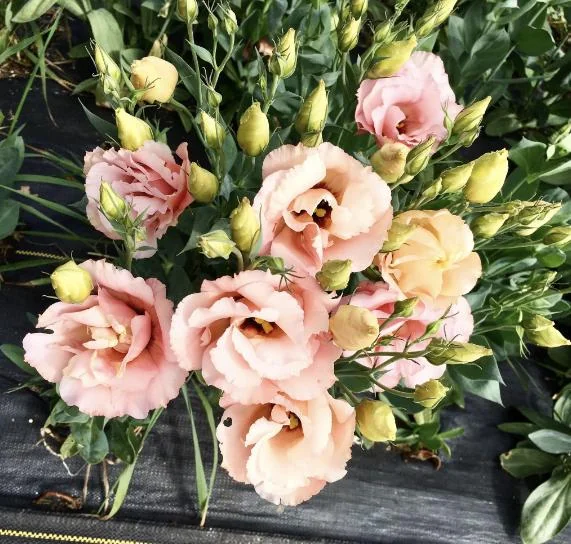 Lisianthus Live Plant - Rose Without Thorns Starter Plug - Attracts Pollinators - Image 10