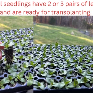 Lisianthus Live Plant - Rose Without Thorns Starter Plug - Attracts Pollinators - Image 2