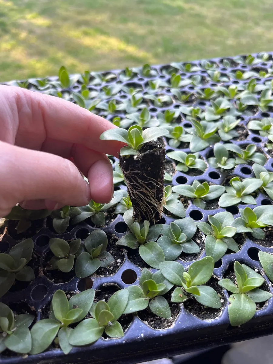 Lisianthus Live Plant - Rose Without Thorns Starter Plug - Attracts Pollinators - Image 3