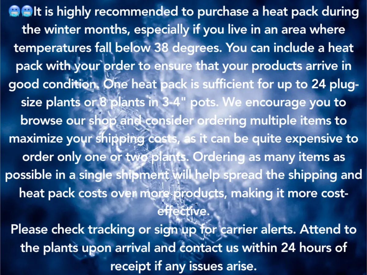 Lisianthus Live Plant - Rose Without Thorns Starter Plug - Attracts Pollinators - Image 4