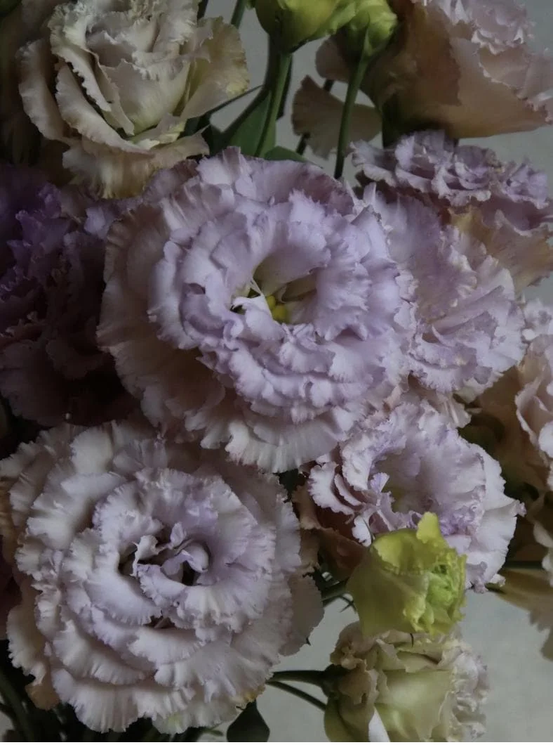 Lisianthus Live Plant - Rose Without Thorns Starter Plug - Attracts Pollinators - Image 5