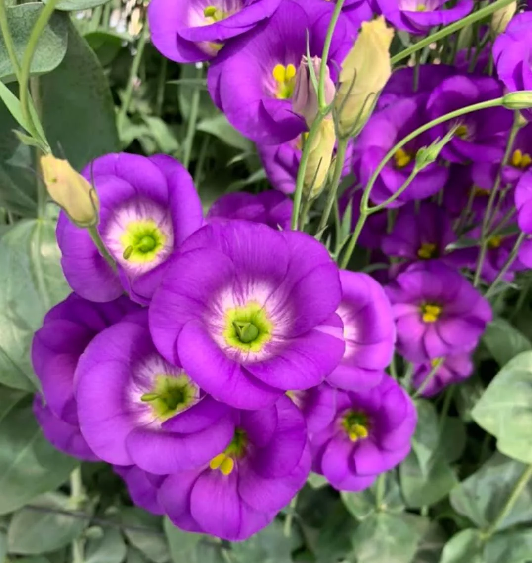 Lisianthus Live Plant - Rose Without Thorns Starter Plug - Attracts Pollinators - Image 6