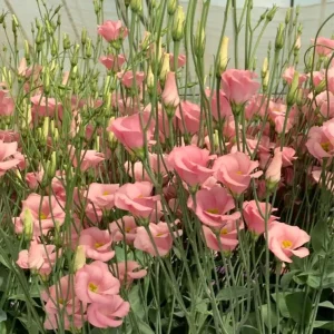 Lisianthus Live Plant - Rose Without Thorns Starter Plug - Attracts Pollinators - Image 7