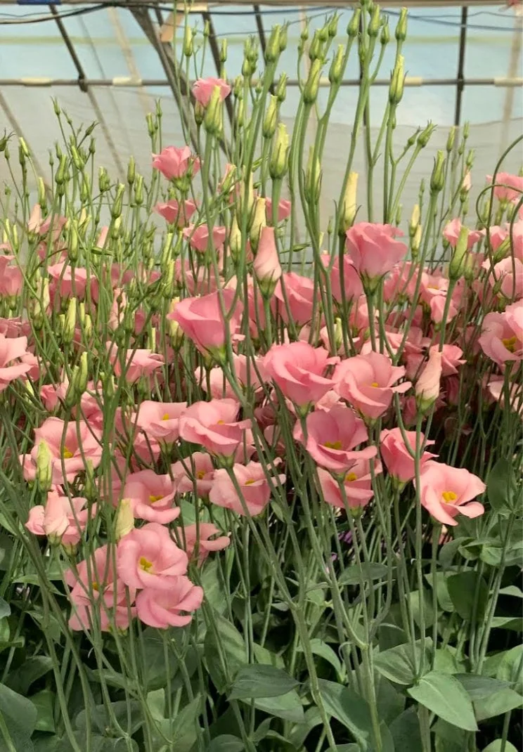 Lisianthus Live Plant - Rose Without Thorns Starter Plug - Attracts Pollinators - Image 7