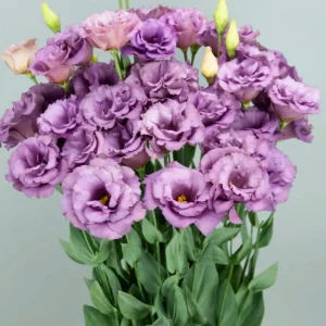 Lisianthus Live Plant - Rose Without Thorns Starter Plug - Attracts Pollinators - Image 8