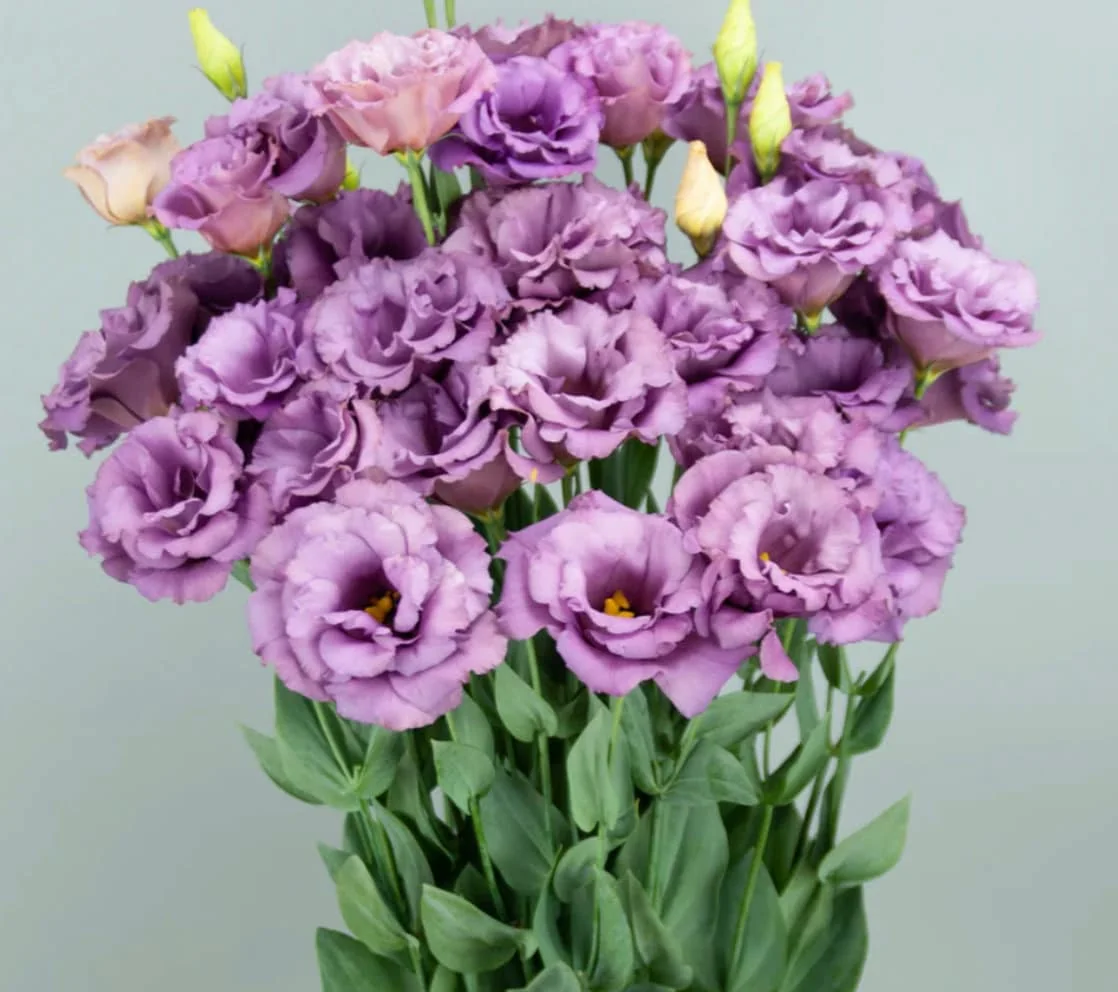 Lisianthus Live Plant - Rose Without Thorns Starter Plug - Attracts Pollinators - Image 8