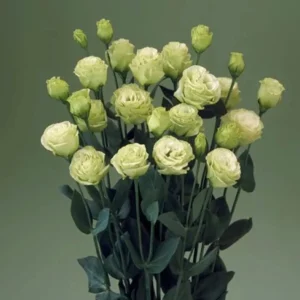 Lisianthus Live Plant - Rose Without Thorns Starter Plug - Attracts Pollinators - Image 9