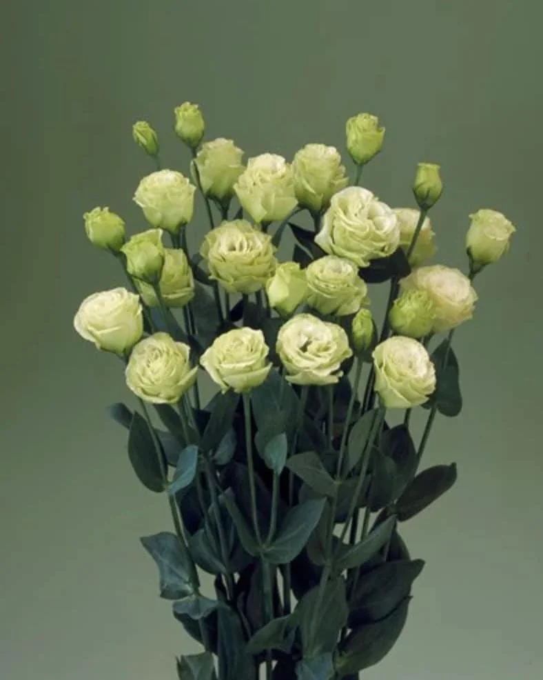 Lisianthus Live Plant - Rose Without Thorns Starter Plug - Attracts Pollinators - Image 9