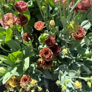 Lisianthus Rosanne Brown Plant Plug - 2-3