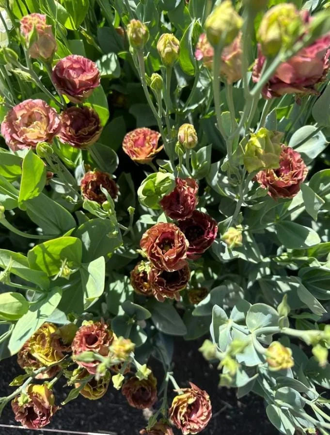 Lisianthus Rosanne Brown Plant Plug - 2-3" Tall Starter Plant - Brown Flower - Image 2