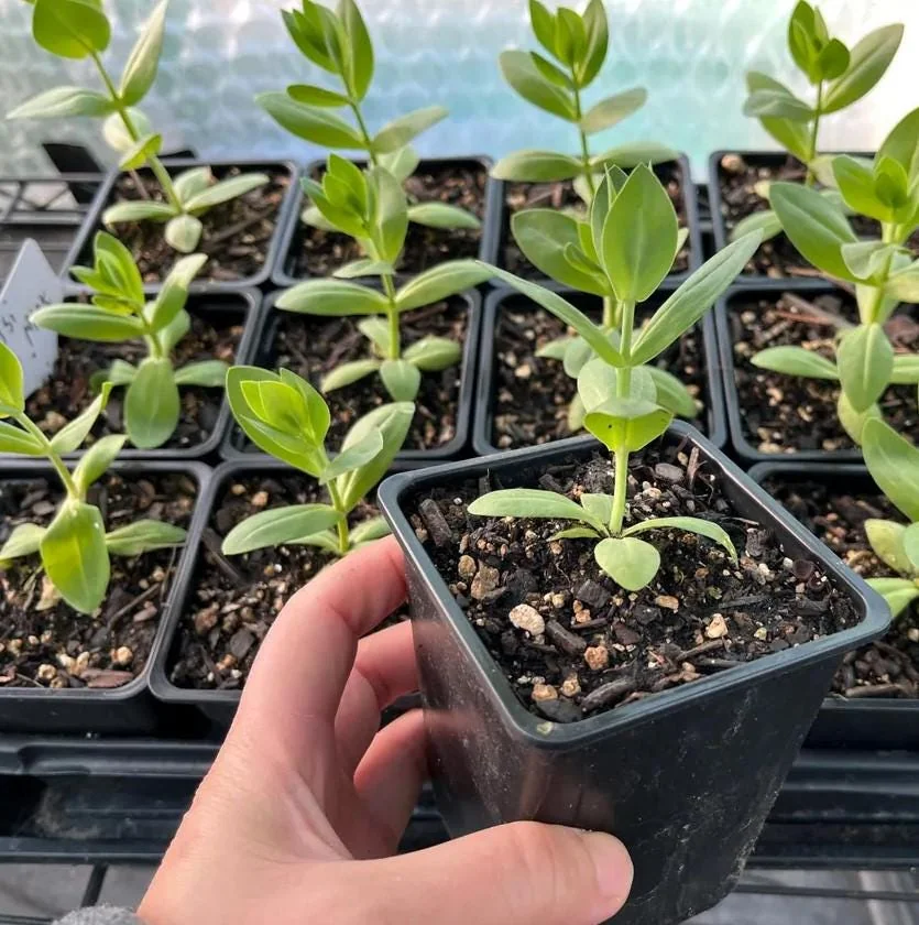 Lisianthus Rosanne Brown Plant Plug - 2-3" Tall Starter Plant - Brown Flower - Image 3