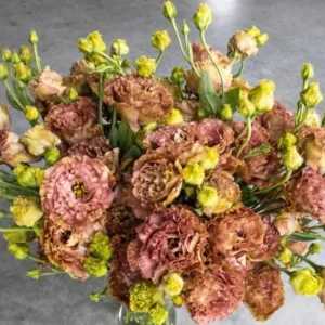 Lisianthus Rosanne Brown Plant Plug - 2-3" Tall Starter Plant - Brown Flower - Image 1