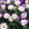 Lisianthus Solo Blue Picotee Live Plugs - Eustoma grandiflorum - Elegant Cut Flower Plant - Image 1