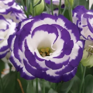 Lisianthus Solo Blue Picotee Live Plugs - Eustoma grandiflorum - Elegant Cut Flower Plant - Image 2