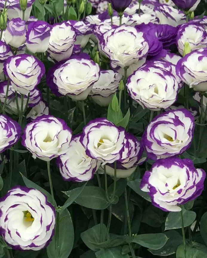 Lisianthus Solo Blue Picotee Live Plugs - Eustoma grandiflorum - Elegant Cut Flower Plant - Image 1