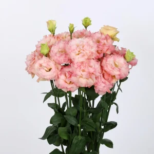 Lisianthus Starter Plant - Thorn-Free 'Rose' Live Plug for Gardens - Image 4