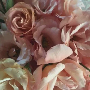 Lisianthus Starter Plant - Thorn-Free 'Rose' Live Plug for Gardens - Image 6