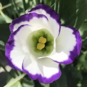 Lisianthus Starter Plant - Thorn-Free 'Rose' Live Plug for Gardens - Image 9