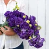 Lisianthus Voyage 2 Blue Live Plugs - Cut Flower Plant - Blue Eustoma grandiflorum - Image 1