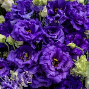 Lisianthus Voyage 2 Blue Live Plugs - Cut Flower Plant - Blue Eustoma grandiflorum - Image 4