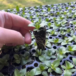 Lisianthus Voyage 2 Blue Live Plugs - Cut Flower Plant - Blue Eustoma grandiflorum - Image 6