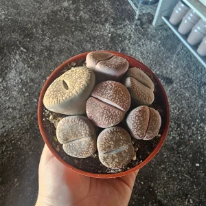 Lithops Live Plant - Assorted Living Stone Succulents, Potted Houseplant - Image 2