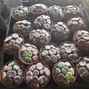 Lithops Live Plant - Assorted Living Stone Succulents, Potted Houseplant - Image 3