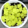 Lithops Living Stone Flower Succulent Cactus Seeds - Rare Indoor/Outdoor Plant - Image 1
