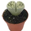Lithops Living Stone Plant - 2 inch Pot - Unique Succulent Live Plant - Image 1