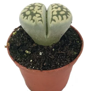 Lithops Living Stone Plant - 2 inch Pot - Unique Succulent Live Plant - Image 1