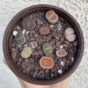Lithops Living Stones Colorful Succulent Live Plant - Unique Potted Houseplant - Image 2