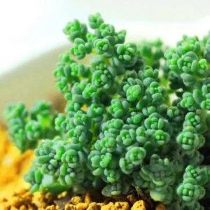 Lithops Living Stones Flower Succulent Cactus Seeds - Rare & Easy to Grow - Image 1