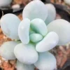 Lithops Living Stones Flower Succulent Cactus Seeds - SS0056 Rare Bonsai - Image 1