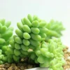 Lithops Living Stones Flower Succulent Cactus Seeds - Rare Indoor/Outdoor - Image 1
