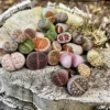 Lithops Living Stones Live Plant - Colorful Succulent - Unique Indoor Decor - Image 1