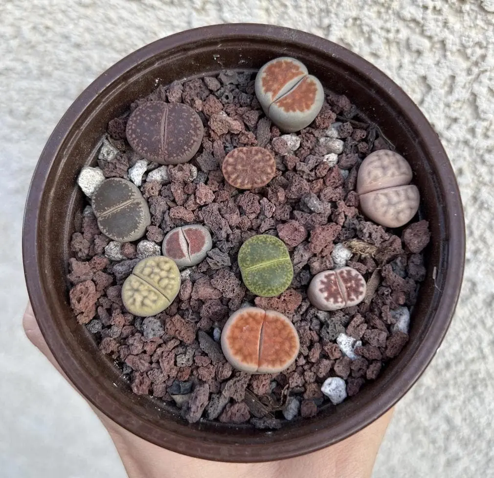 Lithops Living Stones Live Plant - Colorful Succulent - Unique Indoor Decor - Image 2