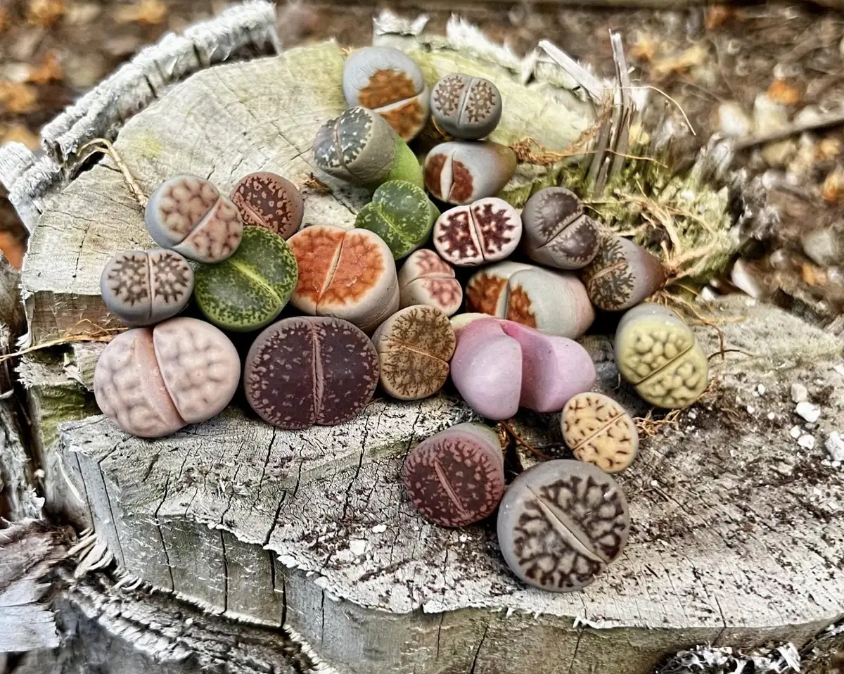 Lithops Living Stones Live Plant - Colorful Succulent - Unique Indoor Decor - Image 1