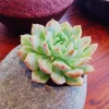 Lithops Living Stones Seeds - Rare Succulent Cactus for Indoor & Outdoor Gardens - Image 1